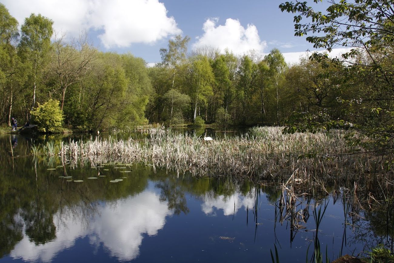 Flaxby Pond, Flaxby Knaresborough Piscatorials