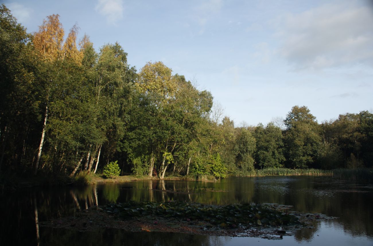 Flaxby Pond, Flaxby Knaresborough Piscatorials