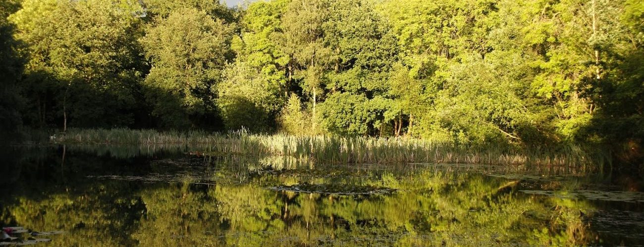 Flaxby Pond, Flaxby Knaresborough Piscatorials